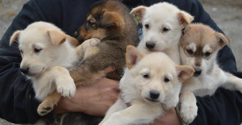 Talkeetna Dog Sled Kennel Tour