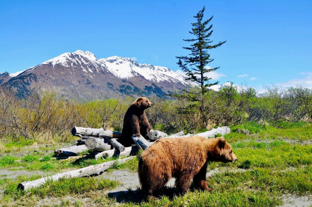 Alaska Wildlife Conservation Center