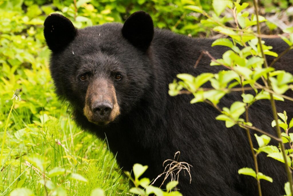 Juneau
