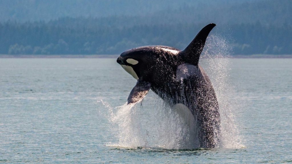 Juneau
