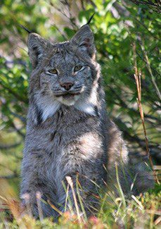 Wrangell-St. Elias National Park