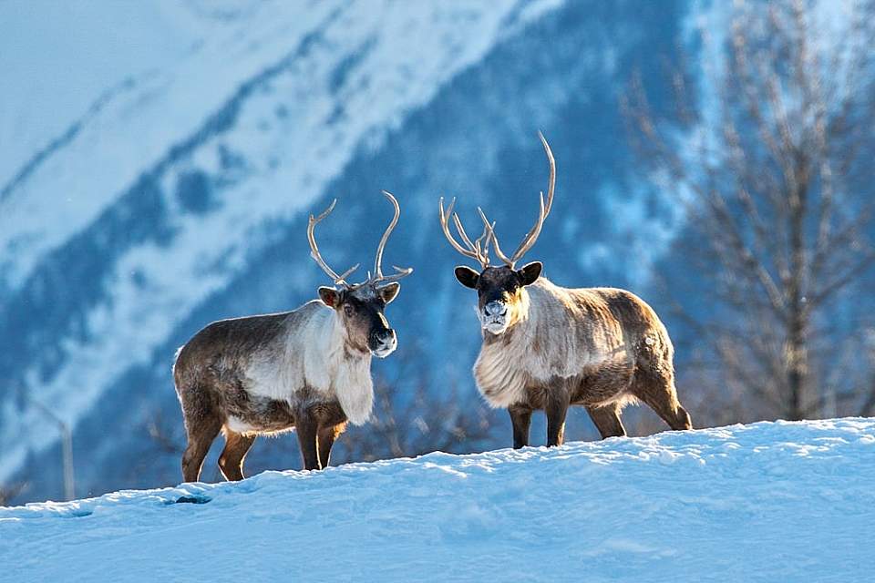 Alaska Wildlife Conservation Center