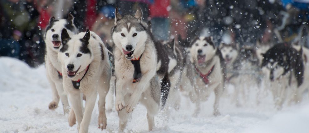 Talkeetna Dog Sled Kennel Tour