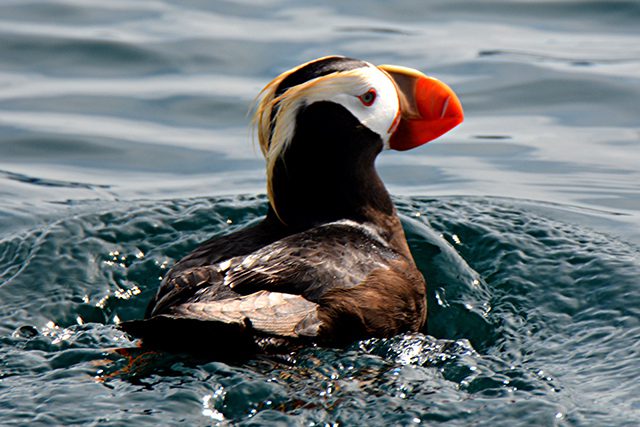 Homer,Alaska