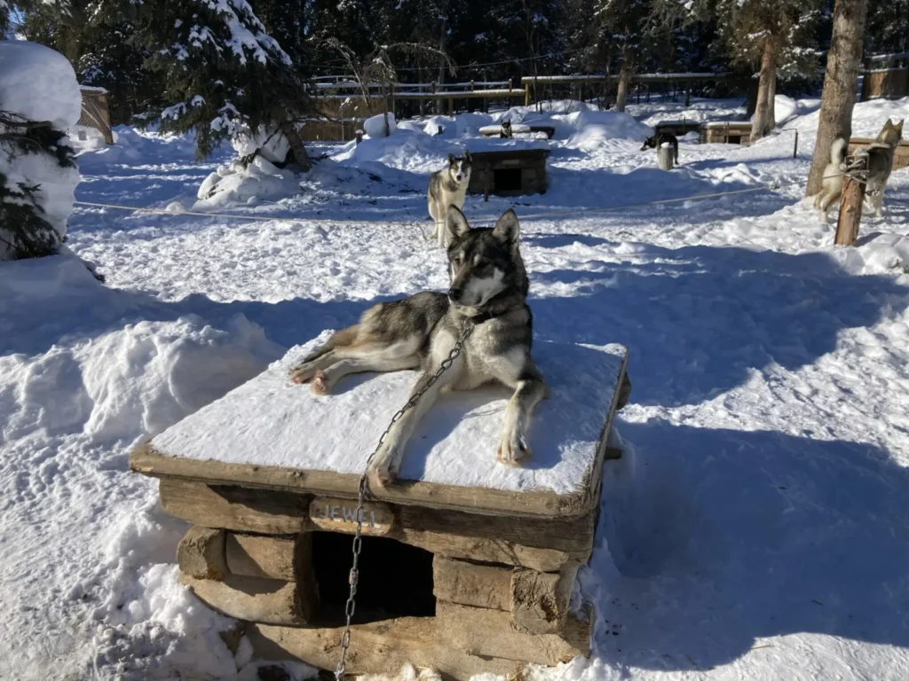 Talkeetna Dog Sled Kennel Tour