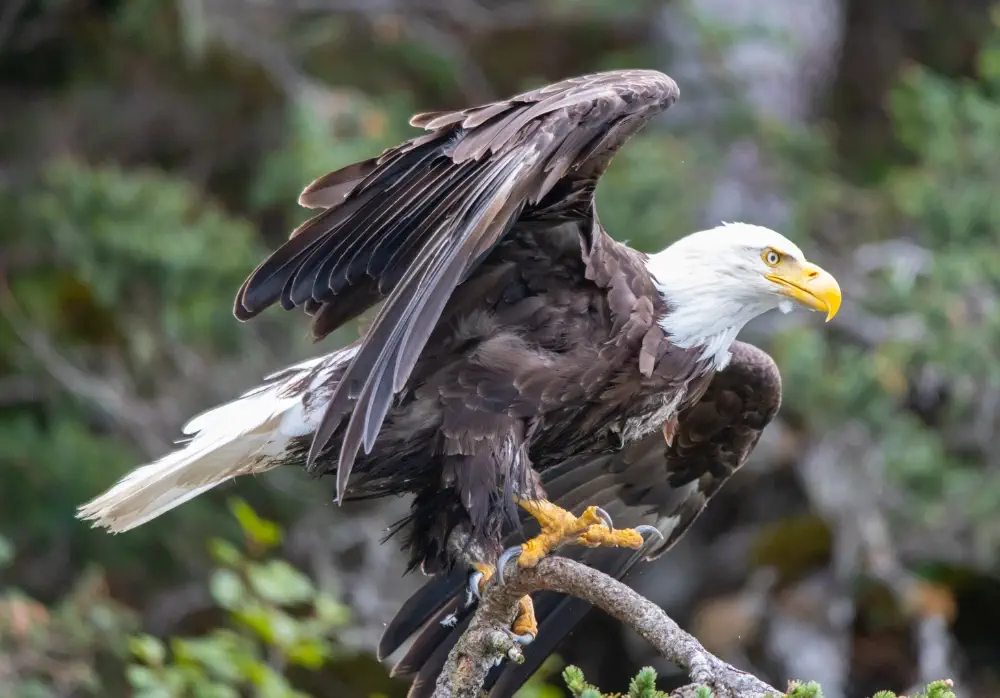 Wrangell-St. Elias National Park