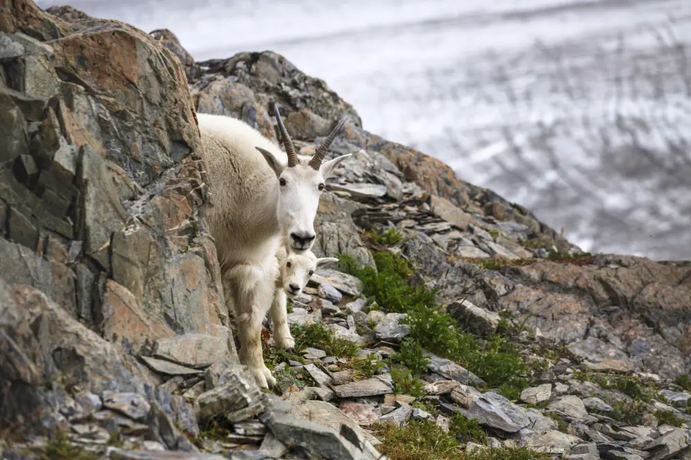 wrangell–st-elias-national-park-mountain-goat