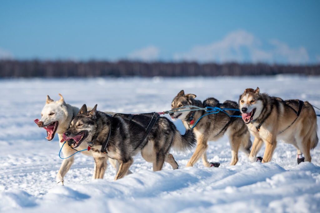 Talkeetna Dog Sled Kennel Tour